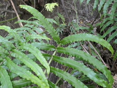 Blechnum triangularifolium