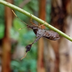 Leptoglossus zonatus