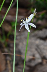 Caesia parviflora parviflora