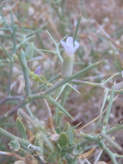 Zilla spinosa