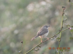 Prinia inornata