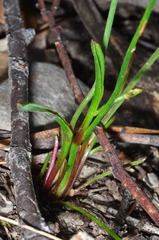 Caesia parviflora parviflora