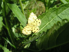 Pseudopanthera macularia