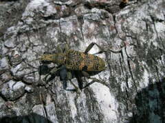 Rhagium mordax