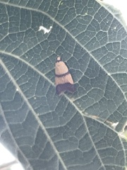 Heteroteucha translatella