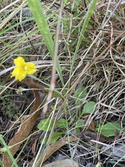 Goodenia lanata