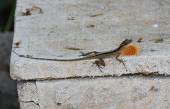 Anolis gaigei