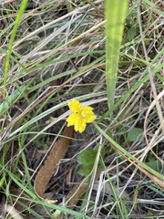 Goodenia lanata