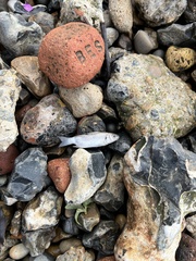 Dicentrarchus labrax