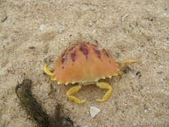 Calappa granulata