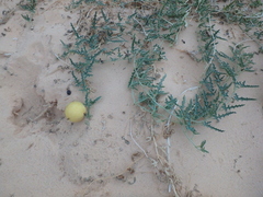 Citrullus colocynthis