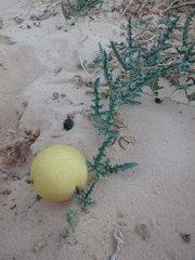 Citrullus colocynthis