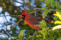 Cardinalis cardinalis
