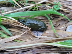 Myocastor coypus