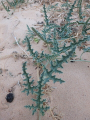 Citrullus colocynthis