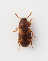 Mycetophagus quadriguttatus