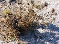 Ptilostemon hispanicus