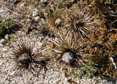 Ptilostemon hispanicus