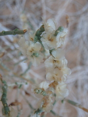 Caroxylon imbricatum