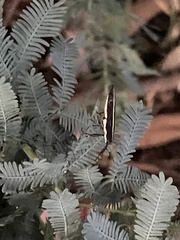 Rhinotia suturalis