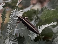 Rhinotia suturalis