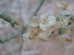 Caroxylon imbricatum
