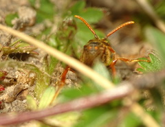 Nomada flava