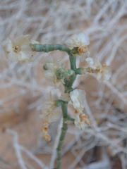 Caroxylon imbricatum