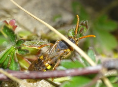Nomada flava