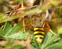 Nomada flava
