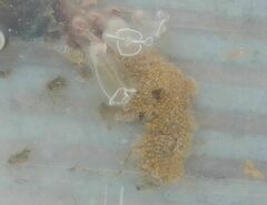 Aplidium