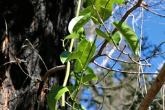 Leichhardtia rostrata