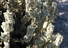 Mercurialis tomentosa