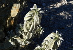Mercurialis tomentosa