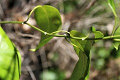 Leichhardtia rostrata