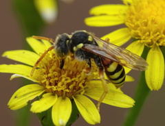 Nomada fucata
