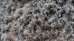 Tillandsia capillaris