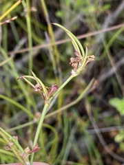 Centella virgata