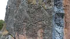 Tillandsia capillaris