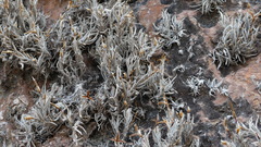 Tillandsia capillaris