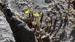 Oxalis megalorrhiza