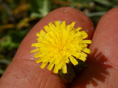Hieracium gilliesianum