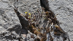 Oxalis megalorrhiza