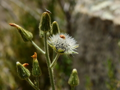 Hieracium gilliesianum