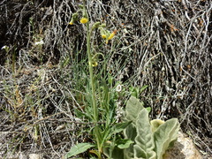 Hieracium gilliesianum