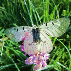 Parnassius mnemosyne