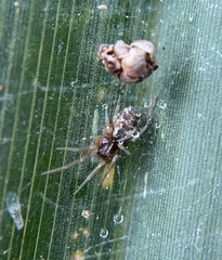 Dictynidae