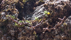 Oxalis megalorrhiza