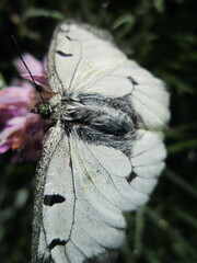 Parnassius mnemosyne