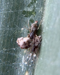 Dictynidae